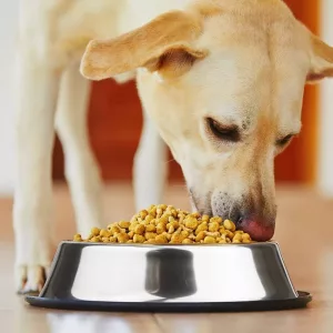 Ciotola Per Cani In Acciaio Inox Antiscivolo