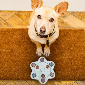 Puzzle Interattivo Per Cani