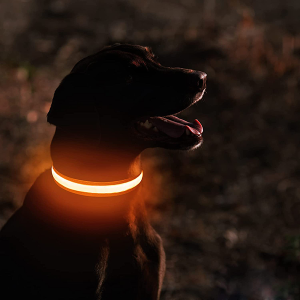 collare per cani, collare per cani a led, collare per cani luminoso, collare per cani luminoso, collare per cani luminoso al buio, collare per cani lampeggiante, collare per cani ricaricabile