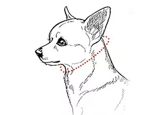 cappello per cani, berretto da baseball per cani, cappelli per cani con fori per le orecchie, berretto da baseball per cani, cappello per animali domestici