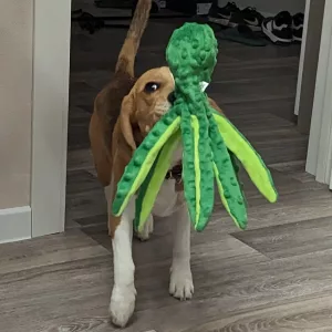 jj