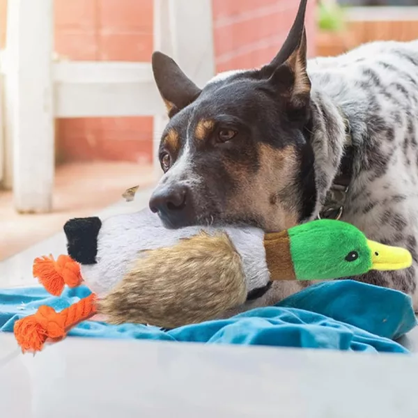 giocattolo da masticare per cani, giocattolo che squittisce, anatra di peluche, giocattolo a forma di anatra