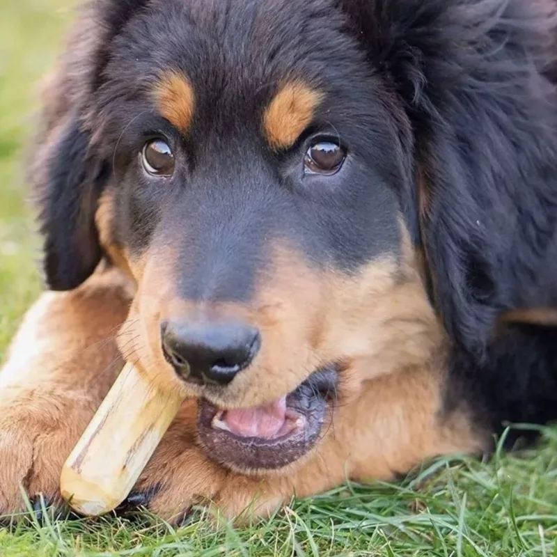 Giocattolo in legno per cani, bastoncino da masticare in legno per cani