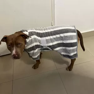 Ricevuto accappatoio assorbente per cani dal cliente M****y.