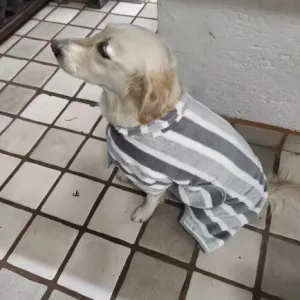 Ricevuto accappatoio assorbente per cani dal cliente B****e.