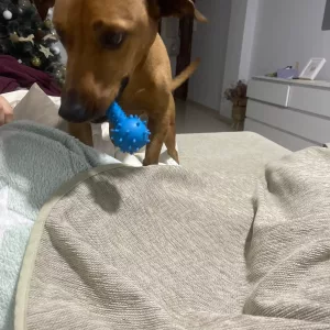 Ricevuto Gioco da Masticare per Cani a Forma di Manubrio Cigolante in Gomma dal cliente M****n.