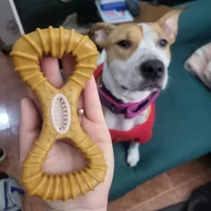Ricevuto Giocattolo Indistruttibile in Legno da Masticare per Cani per la Pulizia dei Denti dal cliente B****e.
