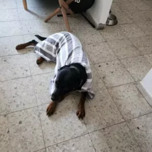Ricevuto accappatoio assorbente per cani dal cliente V********p.