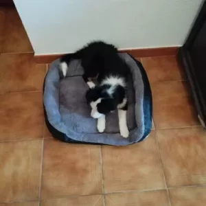 Ricevuto Materasso in Peluche Lavabile per Cani dal cliente B*****l.