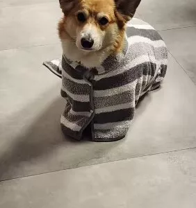 Ricevuto accappatoio assorbente per cani dal cliente E***a.