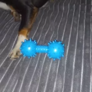 Ricevuto Gioco da Masticare per Cani a Forma di Manubrio Cigolante in Gomma dal cliente T****m.