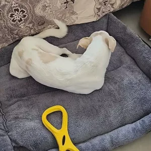Ricevuto materasso in peluche lavabile per cani dal cliente N***o.