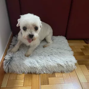 Ricevuto Letto per Cani in Peluche Super Morbido dal cliente U****p.