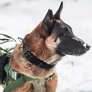 collare per cani, collare tattico per cani, collare militare per cani, collare regolabile per cani