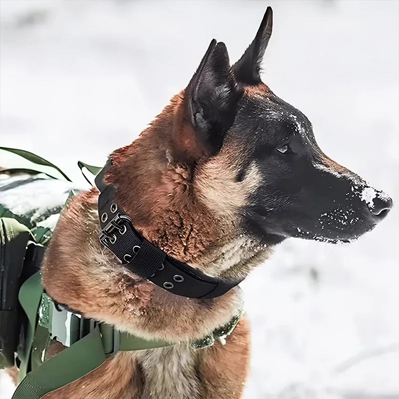 collare per cani, collare tattico per cani, collare militare per cani, collare regolabile per cani