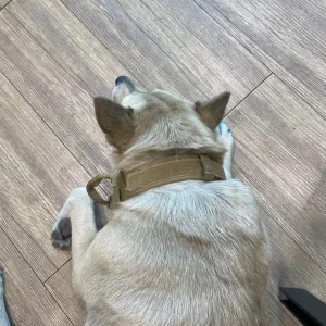 Ricevuto Collare Tattico per Cani con Maniglia Porta AirTag dal cliente V*****a.