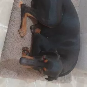 Recensione della Cuccetta in Peluche Sfoderabile dal cliente G*****h.