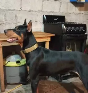 Ricevuto Collare Tattico Regolabile per Cani dal cliente D***p.