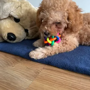 Ricevuta Colorata Palla da Masticare per Cani con Campanellino dal cliente M*****n.