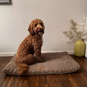 Recensione della Cuccetta in Peluche Sfoderabile dal cliente L*****n.