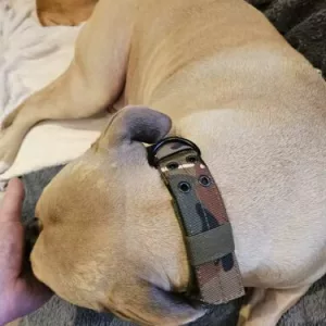 Ricevuto Collare Tattico Regolabile per Cani dal cliente S*****n.