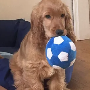 Recensione del Pallone da Calcio per Cani Giocattolo Morbido e Cigolante dal cliente M*****l.