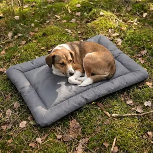 dog cushion