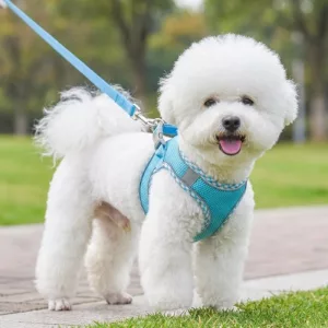 Set carino di pettorina riflettente anti-tiro per cani e guinzaglio